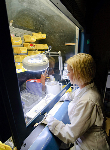 Vanessa Schumacher prepares tissue samples at the Connecticut Veterinary Diagnostic Laboratory.